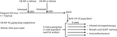 Perivascular Accumulation of β-Sheet-Rich Proteins in Offspring Brain following Maternal Exposure to Carbon Black Nanoparticles